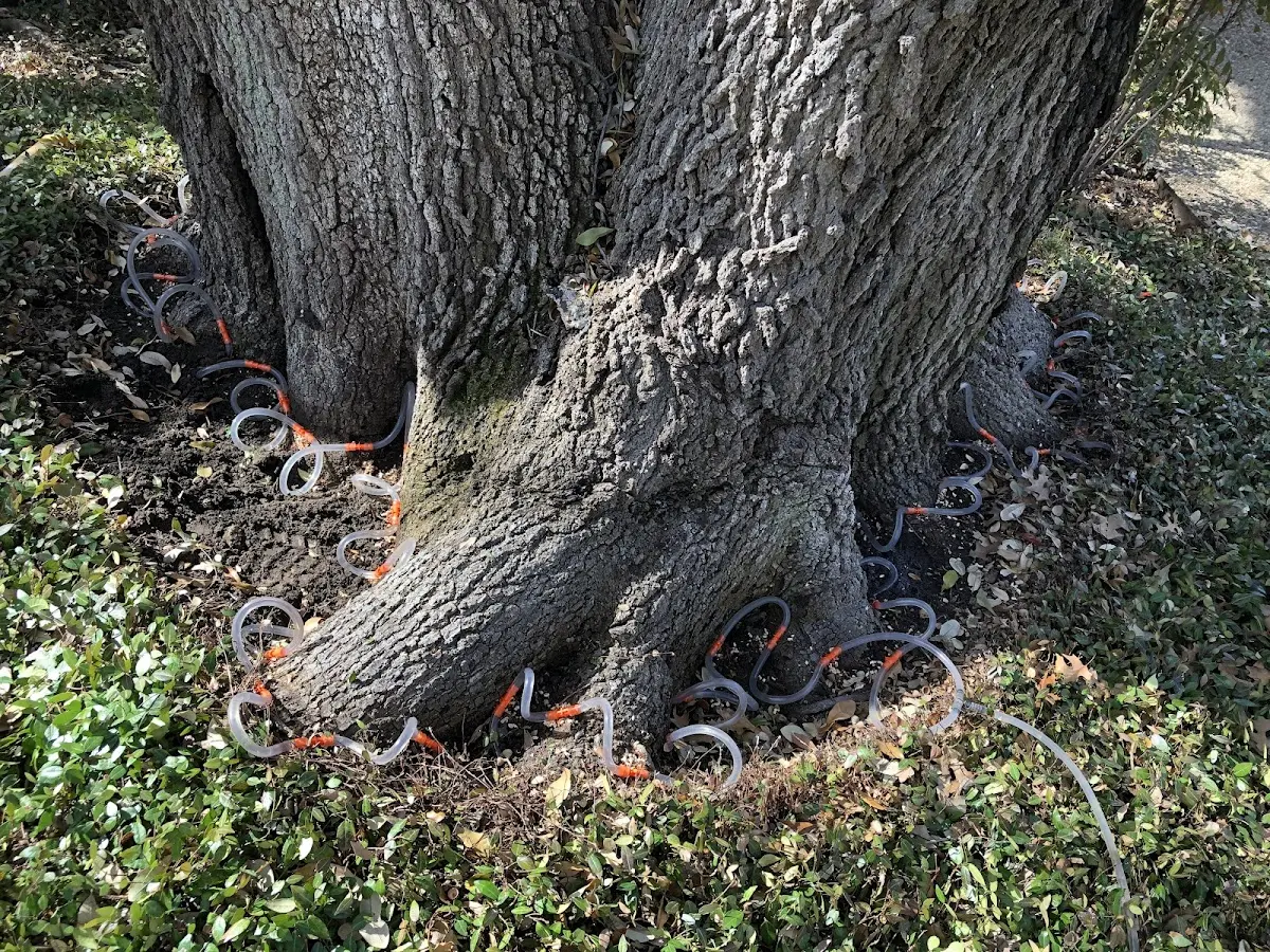 Detailed Tree Cabling and Bracing job site in Waterboro