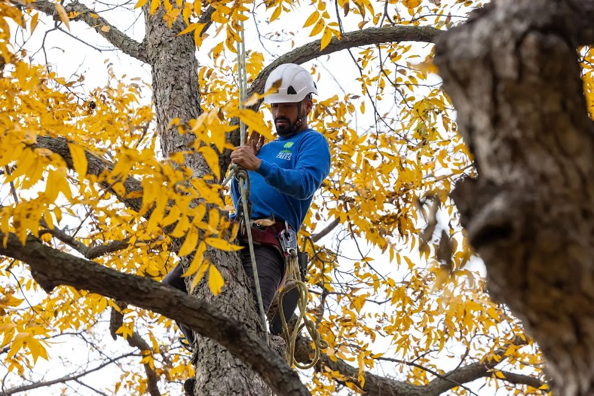 Skilled Tree Pruning crew working in Waterboro